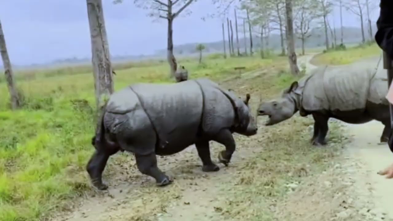 Rhino,s accidentally fight each | jungle life | animal struggle vedio