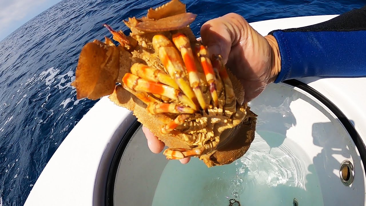 Diving for lobster Catch Clean and Cook Gulf Coast Living🤫 YouTube