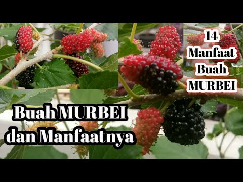 Video: Mulberry - murbei dengan buah beri yang enak dan sehat