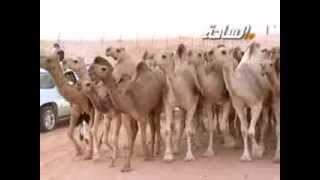 جديد 2013 | الفاخرات | مسيرة منقية / فرج فخري الحربي