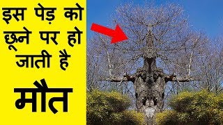 दुनिया का सबसे खतरनाक पेड़ | 18 interesting facts, top enigmatic and most amazing facts in Hindi