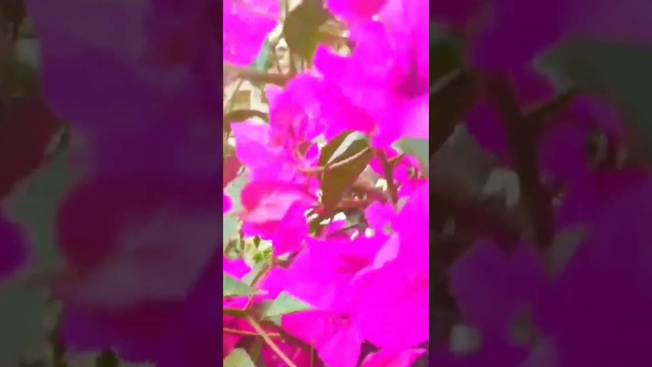 ciudad floreciente en Ecuador Cuenca    /  blooming city in Ecuador Cuenca