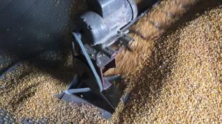 Emptying A 9000 Bushel Grain Bin