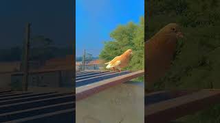 Download Lagu #music #kabootar #kabutarandekabdetehain #bird #pigeon #samisattipigeonclubrwpandisb MP3