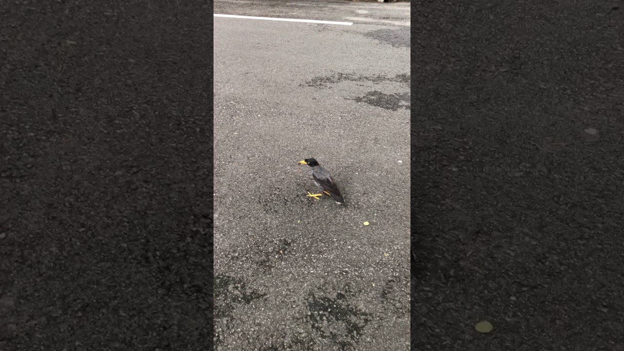 Javan Myna bird catches and kills a gecko in Singapore 