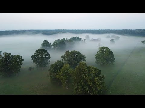 Video: Medžių Milžinai šalyje