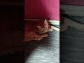 Бригада "Мяу".Ищу Бублика, а он прикинулся ветошью и не отсвечивает.