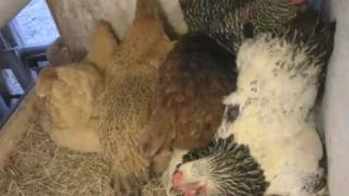 Hens laying eggs - timelapse - day 1