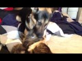 Odin the dog eating his friend pixel the kitten 1