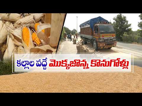 మొక్కజొన్నకు డిమాండ్.. కల్లాల వద్దే కొంటున్న వ్యాపారులు