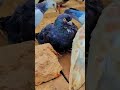 #shorts #viralvideo