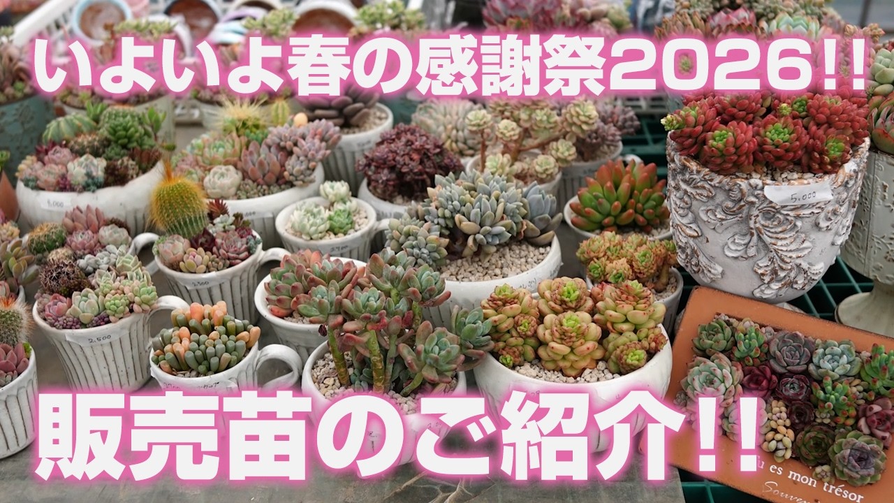 今季販売終了！多肉植物 セット 多肉植物デビューセット KN169-001 - 鹿児島県鹿屋市｜ふるさと