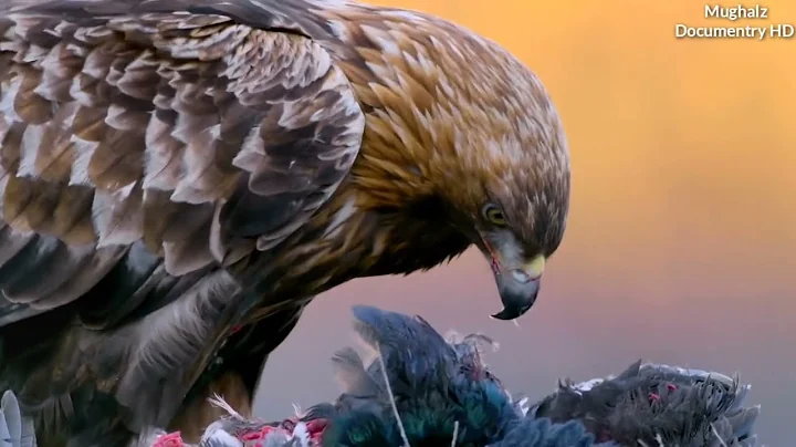 The Golden Eagle 🦅/ King of The Mountains / Mughalz Documentry HD