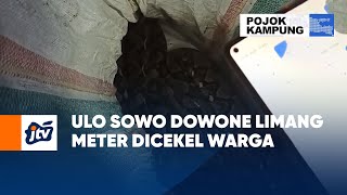 Ulo Sowo Dowone Limang Meter Dicekel Warga | POJOK KAMPUNG JTV