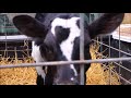 HOW TO RAISE CALVES FOR PROFIT!