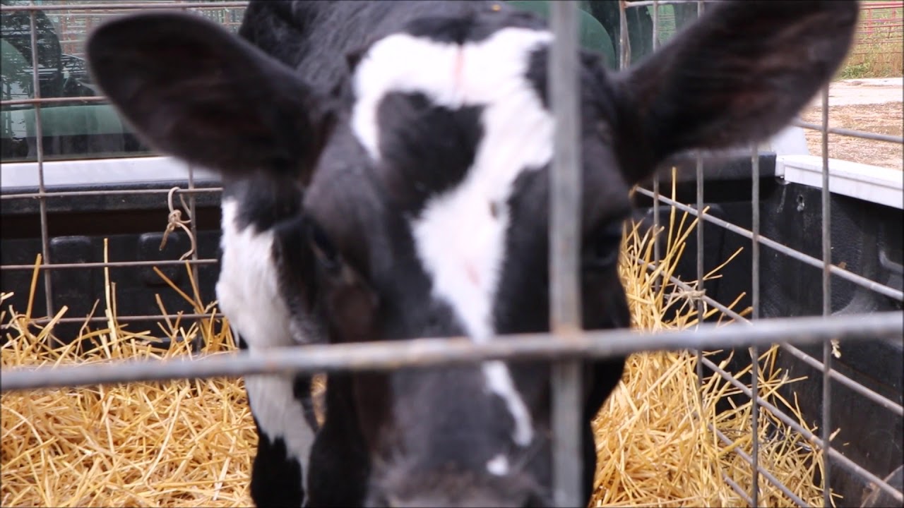 HOW TO RAISE CALVES FOR PROFIT!