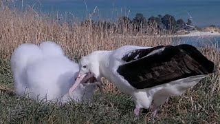 LGL Stops In To Serve Up Big Meal To Royal Albatross Chick At Top Flat Nest | DOC | Cornell Lab