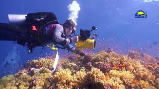 Рифы Красного моря 2015