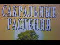 про легенды и магическое использование растений