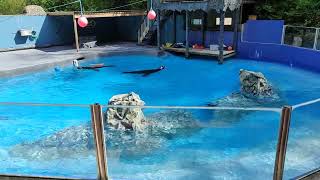 Seals at Combe Wildlife and Dino Park
