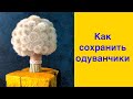 Как сохранить одуванчики