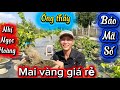 1-4-2026☎️098.100.1233👉Khánh Linh🌲mai vàng giá rẻ 🌲báo mã sô giảo ông thầy nhi Ngọc hoàng-Như ý