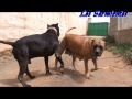 Presa Canario Cachorros  Anuviz x Tirma