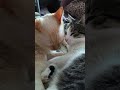 😺🐱