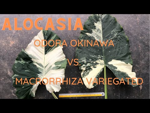 Alocasia odora Okinawa vs. macrorrhiza variegated ความแตก