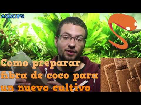 Vídeo: Com Cuinar Gambetes En Flocs De Coco