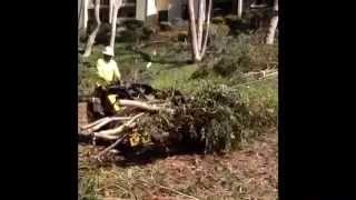 Equipped To Do More: Newbury Park Tree Service
