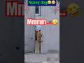 The Nosey Dog🐶 #shorts #shortsviral #nosey #animals #trendingshorts