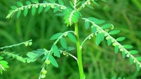 CÂY THUỐC QUÝ TRỊ TẤT CẢ CÁC BỆNH 100 người thì 99 người KHÔNG BIẾT