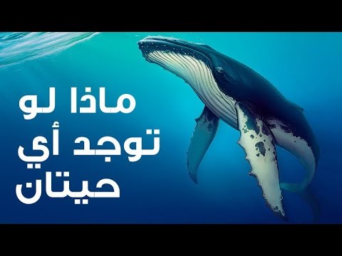 فيديو: لماذا الحيتان صامتة