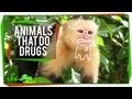 Animals That Do Drugs