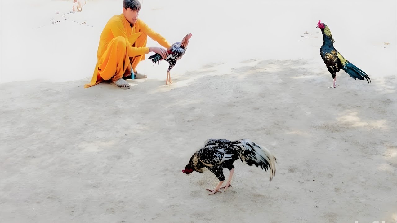 My Aseel Farm | Pakistani Pure Aseel Farming 🐓