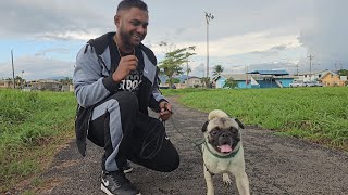 Nigel Gobin - D Dog And Cat [Official Music Video] (2024 Chutney Soca)