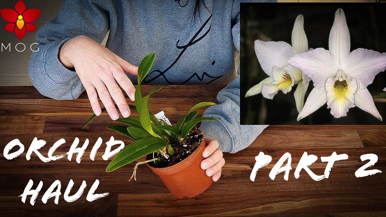 Birthday Orchid Haul Part #2 - ebay Orchidman