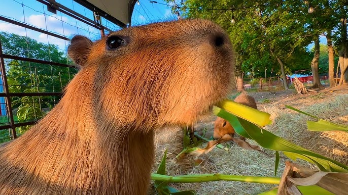 Part 4, Capybaras Fighting SCARY (Kumala vs Savesta) #foryou #fyb #far