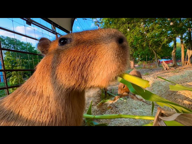 Capivara meme roblox em 2023  Fotos de capivara, Capivara, Capivaras