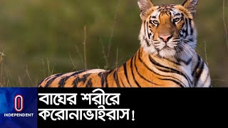 নিউইয়র্কের ব্রঙ্কস চিড়িয়াখানায় ঘটলো এই ঘটনা || Tiger