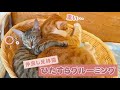 兄妹でひたすらグルーミングする猫たち