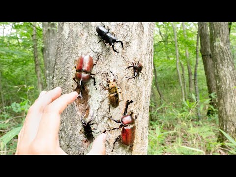 虫だらけの 最高の山林を手に入れた