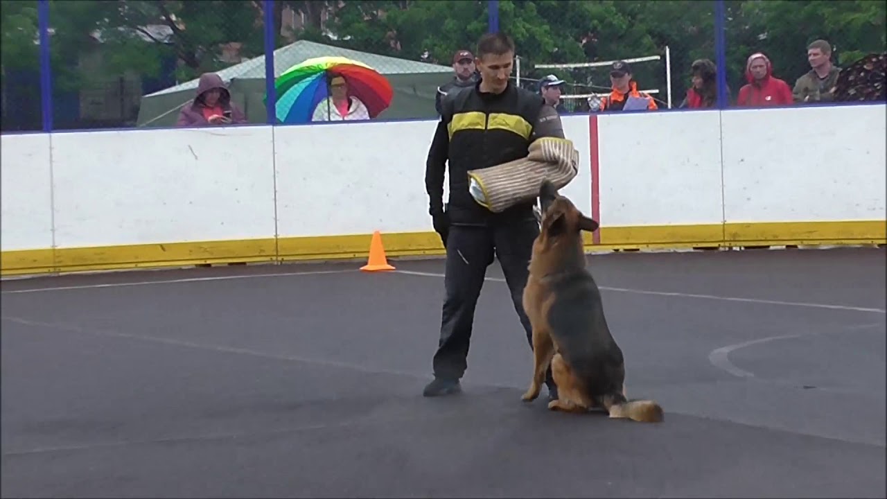 45  SHVALBENNEST HITCHCOCK + имеется +