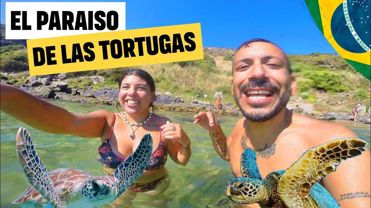 NADAR GRATIS con TORTUGAS MARINAS 🐢🌊♥️ en ARRAIAL DO CABO 🇧🇷 experiencia imperdible👌🏻