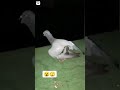 الحمام الزاجل بعد عودته من السباق الحمام الزاجل بعد عودته من السباق