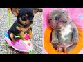 Baby Dogs 🔴 Cute and Funny Dog Videos Compilation #26 | 30 Minutes of Funny Puppy Videos 2021