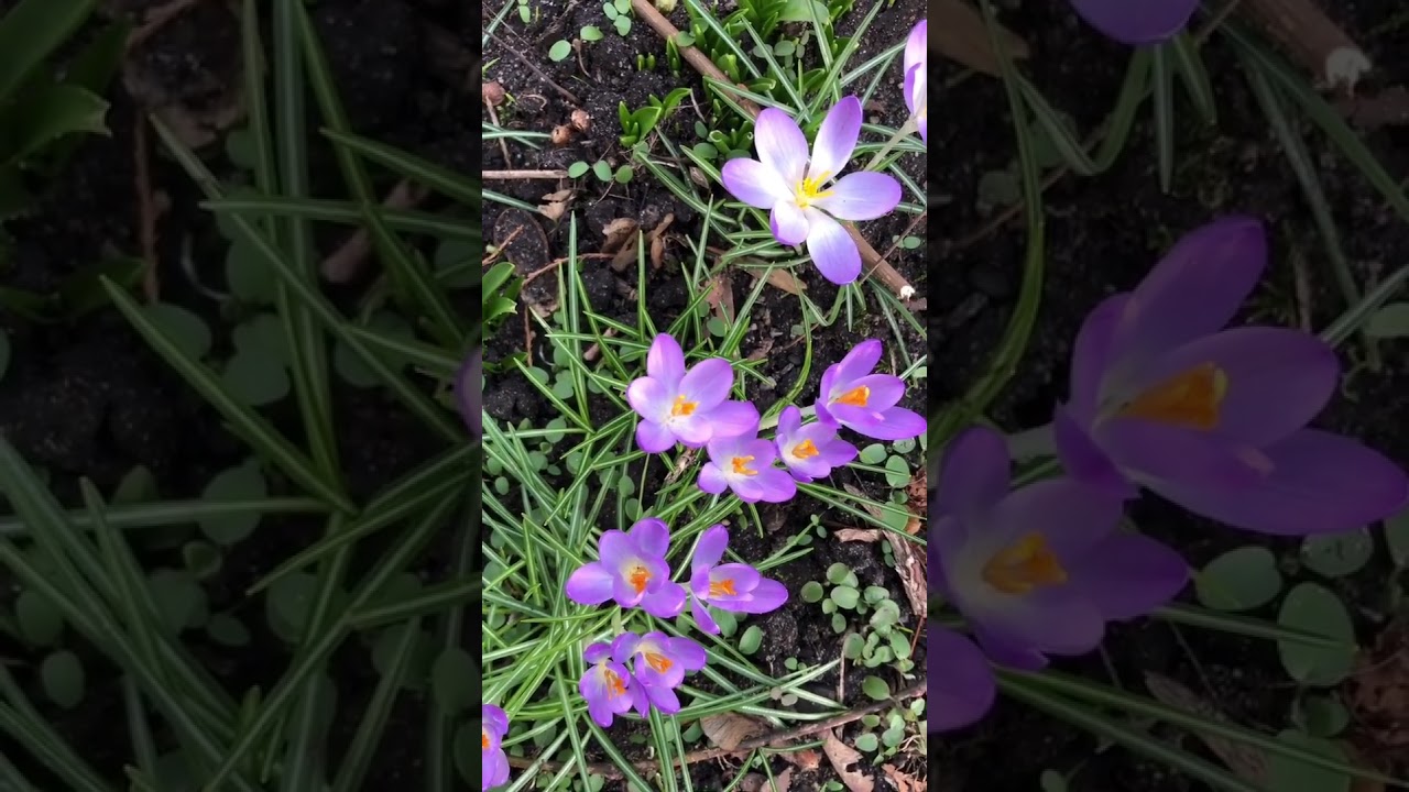 А вот и крокусы🌷 подснежники  - главное, что бы их не завалило снегом❄️