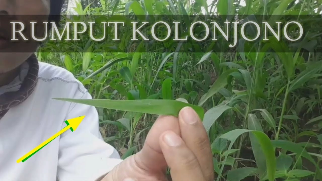 Cara masang umpan RUMPUT buat mancing NILA