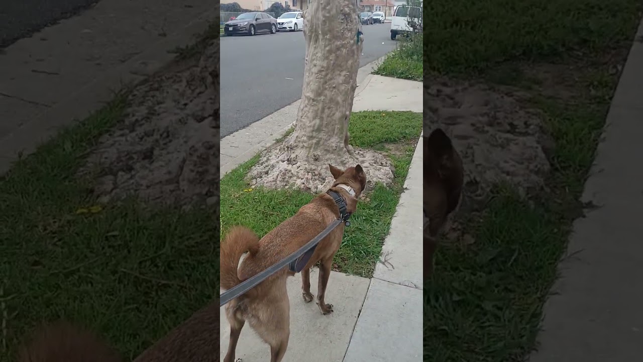 Cooled down a lot..(Mary Jane & Miss Dinky)
